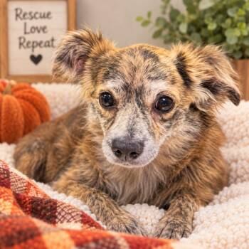 Capri -  Chihuahua and Mixed Breed Dog for Adoption in Hopkinton, Massachusetts - Capri | PetCurious