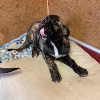 Shepherd and Mixed Breed Dogs Available for Adoption - Fable | PetCurious