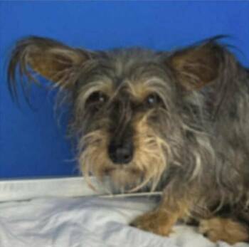 Terrier Dogs Available for Adoption in Cranston, Rhode Island - Princess In TX | PetCurious