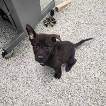 Sketchers -  Husky and Mixed Breed Dog for Adoption in Clavet, Saskatchewan - Sketchers | PetCurious