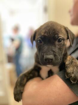 Catahoula Leopard Dog and Mastiff Dogs Available for Adoption in Union Grove, Wisconsin - Cash | PetCurious