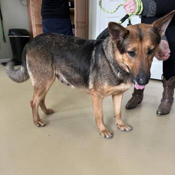 German Shepherd Dog Dogs Available for Adoption - Brina (26-080) | PetCurious