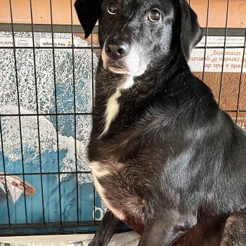 Ophelia -  German Shorthaired Pointer Dog for Adoption in Tyler, Texas - Ophelia | PetCurious
