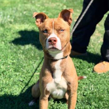 Halo -  Mixed Breed and Husky Dog for Adoption in Huntington, West Virginia - Halo | PetCurious