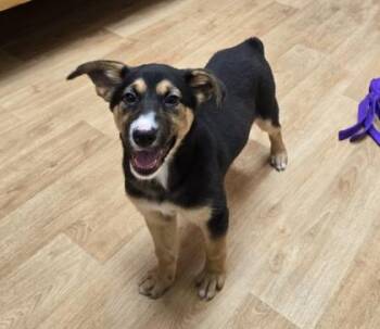 Mixed Breed Dogs Available for Adoption - Zaley | PetCurious