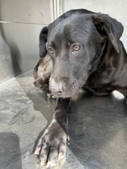 Rescue Labrador Retriever and Mixed Breed Dogs for Adoption in Fort Worth, Texas - 59660426 | PetCurious