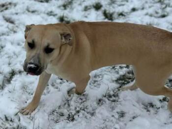 Mixed Breed Dogs Available for Adoption in Cincinnati, Ohio - Holly | PetCurious