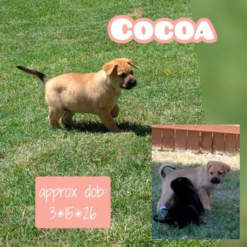 Black Mouth Cur Dogs Available for Adoption in Plano, Texas - Coco | PetCurious