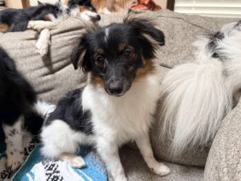 Athos -  Papillon and Pomeranian Dog for Adoption - Athos | PetCurious