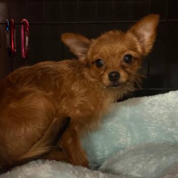 Yorkshire Terrier and Chihuahua Dogs Available for Adoption - Crumbly | PetCurious