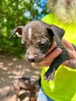 Mixed Breed Dogs Available for Adoption in West Chester, Pennsylvania - Iris | PetCurious