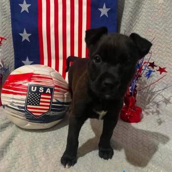 Messi -  German Shepherd Dog and Pit Bull Terrier Dog for Adoption in Olathe, Kansas - Messi | PetCurious