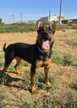 Rescue Shepherd Dogs for Adoption in Othello, Washington - Carnival | PetCurious