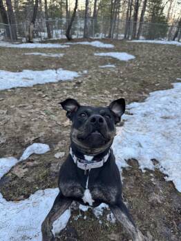 Pit Bull Terrier Dogs Available for Adoption in Houghton, Michigan - Nina | PetCurious