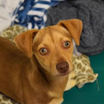 JONNY -  Terrier and Chihuahua Dog for Adoption in Graham, Washington - JONNY | PetCurious