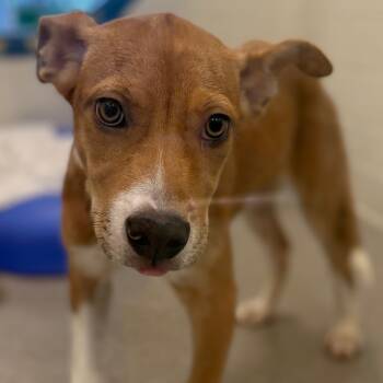 Rescue Australian Cattle Dog Blue Heeler and Mountain Cur Dogs for Adoption in Nashville, Tennessee - Sandy | PetCurious