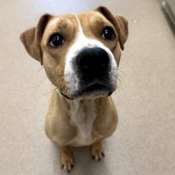 Pit Bull Terrier Dogs Available for Adoption in Chatham, Virginia - Somerville | PetCurious