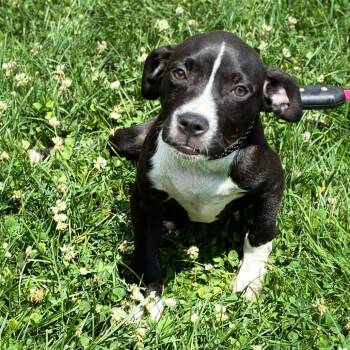 Peony -  Terrier Dog for Adoption in South Elgin, Illinois - Peony | PetCurious