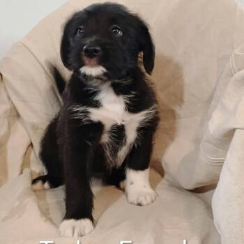 Mixed Breed Dogs Available for Adoption in Dekalb, Illinois - Tudor | PetCurious