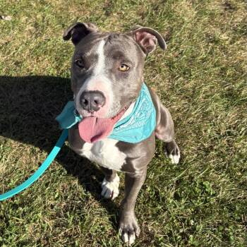 Briar -  Mixed Breed Dog for Adoption in Canal Winchester, Ohio - Briar | PetCurious