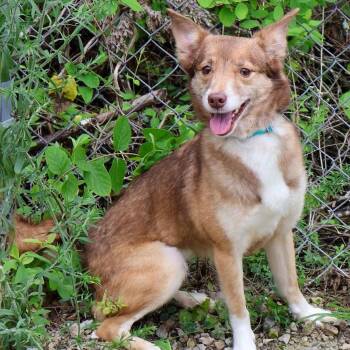 Thumbelina -  Australian Shepherd Dog for Adoption in Hollister, Missouri - Thumbelina | PetCurious