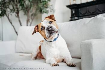 Boxer Dogs Available for Adoption - Jackson | PetCurious