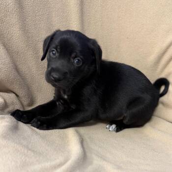 Blue Lacy and Mixed Breed Dogs Available for Adoption - Astro | PetCurious