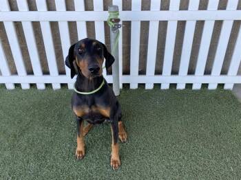 Doberman Pinscher Dogs Available for Adoption in Modesto, California - A609809 | PetCurious