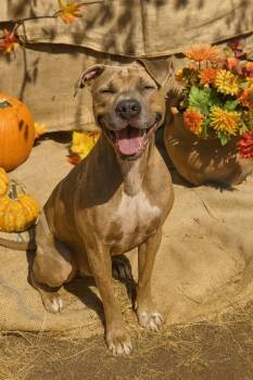 Rescue American Staffordshire Terrier and Boxer Dogs for Adoption in Brookeville, Maryland - Buddy | PetCurious