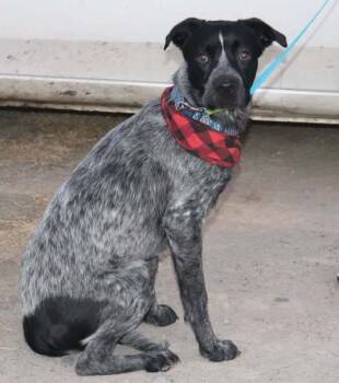 Rescue Labrador Retriever Dogs for Adoption in Palatine, Illinois - Sultan | PetCurious