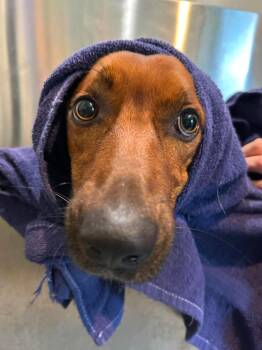 Jelly -  Mixed Breed Dog Available for Adoption in Ashland, Wisconsin - Jelly | PetCurious