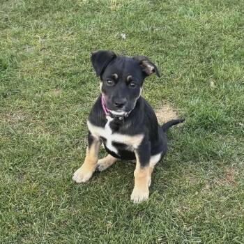 German Shepherd Dog and Black Mouth Cur Dogs Available for Adoption - Allie The Shepherd Puppy | PetCurious