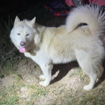 Zeus -  Siberian Husky Dog for Adoption in West Plains, Missouri - Zeus | PetCurious
