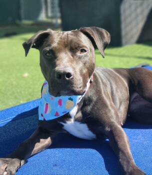 American Staffordshire Terrier Dogs Available for Adoption in Fruit Heights, Utah - Pepper | PetCurious