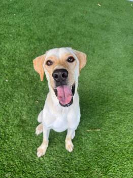 Aspen -  Mixed Breed and Yellow Labrador Retriever Dog for Adoption in New York, New York - Aspen | PetCurious