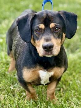 Basset Hound and Beagle Dogs Available for Adoption in Malvern, Pennsylvania - Chip | PetCurious
