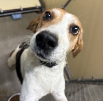 Rescue Foxhound Dogs for Adoption in Sioux City, Iowa - Lucirn | PetCurious