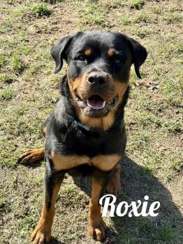 Rottweiler Dogs Available for Adoption in Manistee, Michigan - Roxie | PetCurious