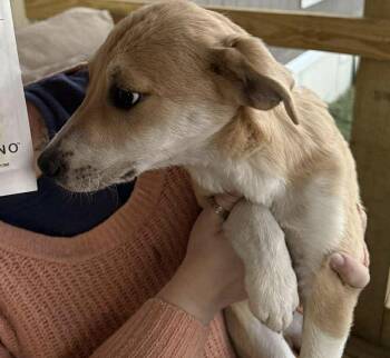 Rescue Mixed Breed Dogs for Adoption in VERNON ROCKVL, Connecticut - Elphaba | PetCurious