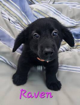 Raven * -  Terrier Dog for Adoption in West Palm Beach, Florida - Raven * | PetCurious