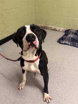 Labrador Retriever Dogs Available for Adoption - HARLOW | PetCurious