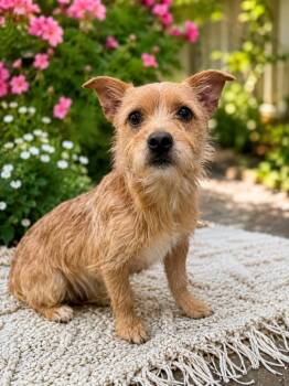 Jetsam -  Cairn Terrier Dog for Adoption in Chattanooga, Tennessee - Jetsam | PetCurious