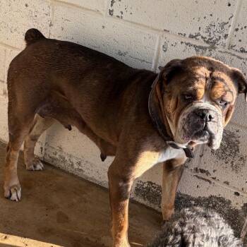 Zara -  American Bulldog Dog Available for Adoption in Edinburg, Texas - Zara | PetCurious