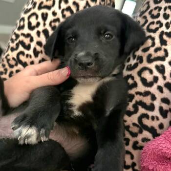 PUPPIES -  Labrador Retriever and Retriever Dog for Adoption in San Antonio, Texas - PUPPIES | PetCurious