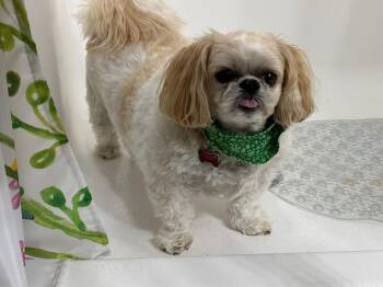 Shih Tzu Dogs Available for Adoption - Odie (Bonded Pair) | PetCurious