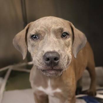 Delilah -  Mixed Breed Dog for Adoption in Port Washington, New York - Delilah | PetCurious