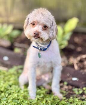 Presley -  Poodle Dog for Adoption in Memphis, Tennessee - Presley | PetCurious