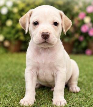 AQUATA -  Labrador Retriever Dog for Adoption in Margate, Florida - AQUATA | PetCurious