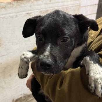 Mixed Breed Dogs Available for Adoption - Negroni | PetCurious