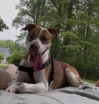 Mixed Breed Dogs Available for Adoption in Columbus, Indiana - Marla | PetCurious